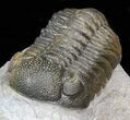 Austerops (Phacops) Trilobite - Great Eyes #40134-3